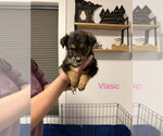 Small Australian Terrier-German Shepherd Dog Mix