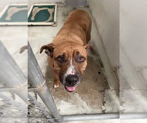 Boxer-Staffordshire Bull Terrier Mix Dogs for adoption in Rosenberg, TX, USA