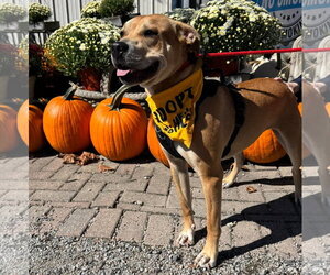 Linaria - Female Labrador Retriever-Unknown Mix Dog for Adoption - Photo #4