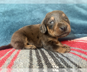Doxiepoo (Standard) Puppy for sale in BLMGTN, IN, USA