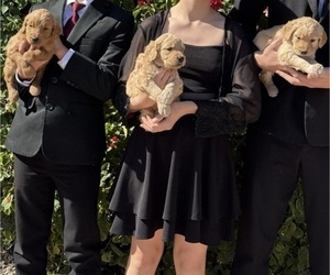 Goldendoodle Litter for sale in PHOENIX, AZ, USA