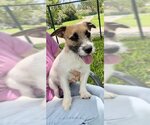 Small Photo #3 Jack Russell Terrier Puppy For Sale in Weston, FL, USA