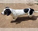 Small #2 Bagle Hound