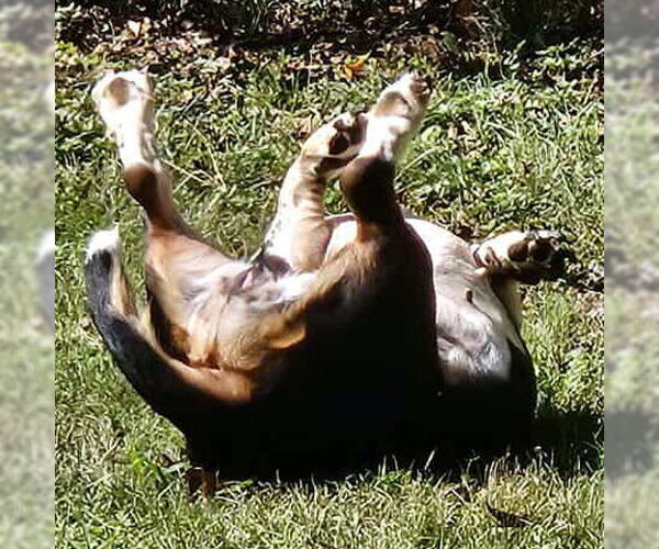 Medium Photo #3 Basset Hound Puppy For Sale in Deepwater, NJ, USA