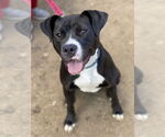 Small #2 American Pit Bull Terrier-Labrador Retriever Mix