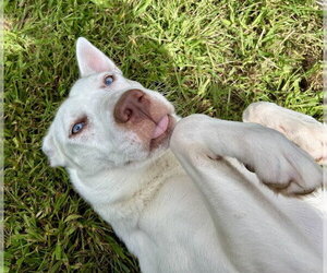 Siberian Husky-Unknown Mix Dogs for adoption in Springfield, MA, USA