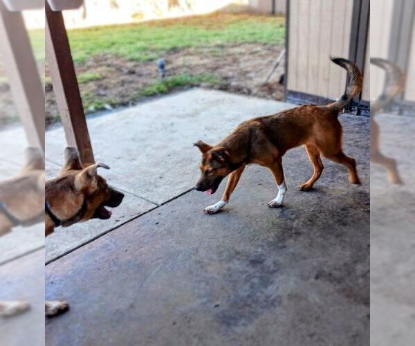 Medium Photo #4 German Shepherd Dog-Unknown Mix Puppy For Sale in columbia, SC, USA