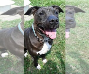 American Pit Bull Terrier-Labrador Retriever Mix Dogs for adoption in Richmond, IN, USA