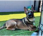Small #1 Gerberian Shepsky