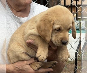 Golden Labrador Puppy for sale in SCOTTSDALE, AZ, USA