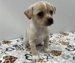 Small Photo #10 Jack Chi Puppy For Sale in SAINT AUGUSTINE, FL, USA