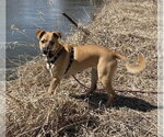 Small #3 Boxer Mix