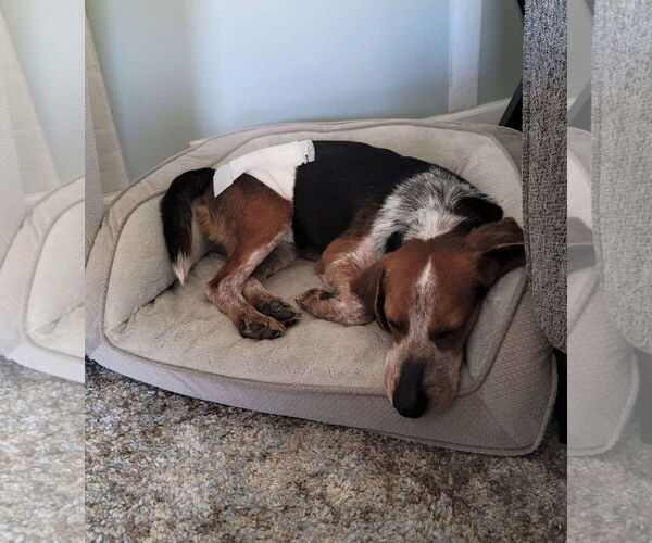 Medium Photo #2 Beagle Puppy For Sale in MECHANICSBURG, PA, USA