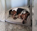 Small #1 Beagle
