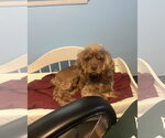 Small #2 Cocker Spaniel