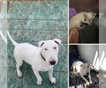 Small Photo #1 Bull Terrier Puppy For Sale in EXETER, CA, USA