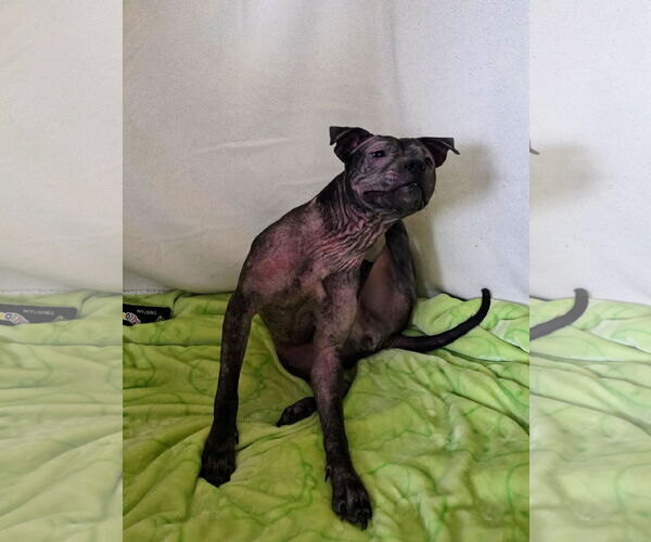 Medium Photo #9 Staffordshire Bull Terrier-Unknown Mix Puppy For Sale in Princeton, MN, USA