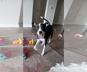 Boxer-Unknown Mix Dogs for adoption in Mooresville, NC, USA