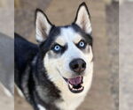 Small #4 Siberian Husky