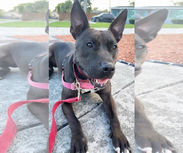 Medium Photo #5 Mutt Puppy For Sale in Pompano Beach , FL, USA