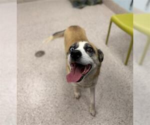 German Shepherd Dog-Siberian Husky Mix Dogs for adoption in Brighton, CO, USA