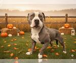 Small #1 American Pit Bull Terrier