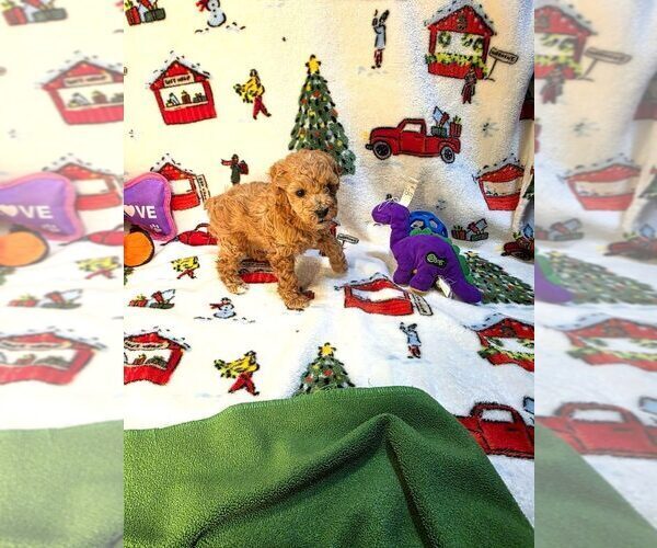 Medium Photo #7 Poodle (Toy) Puppy For Sale in DENVER, CO, USA