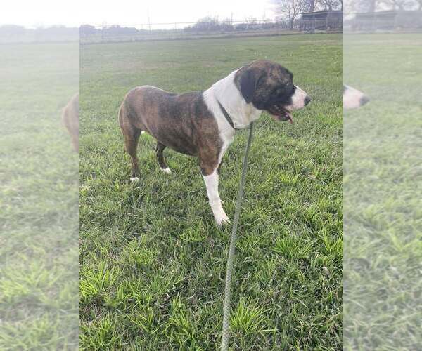 Medium Photo #2 Mutt Puppy For Sale in Abbeville, LA, USA