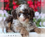 Small #3 Bernedoodle (Miniature)