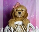 Small Photo #4 Goldendoodle (Miniature) Puppy For Sale in WARSAW, IN, USA