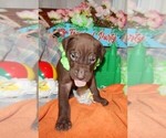 Small Photo #16 Great Dane Puppy For Sale in SPRAGGS, PA, USA
