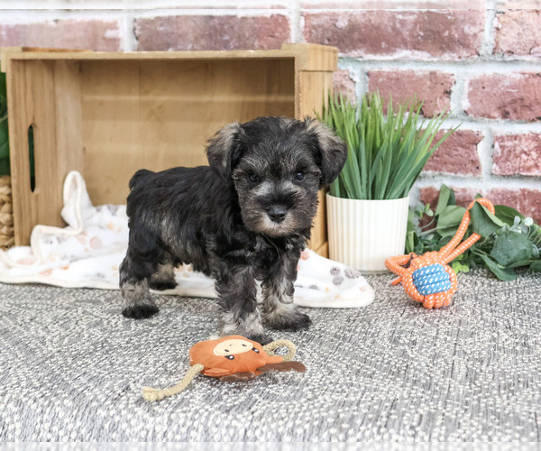 Medium Photo #1 Schnauzer (Miniature) Puppy For Sale in SYRACUSE, IN, USA