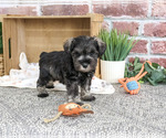 Small Schnauzer (Miniature)