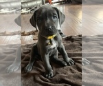 Small Photo #3 Cane Corso Puppy For Sale in CHARLESTON, WV, USA