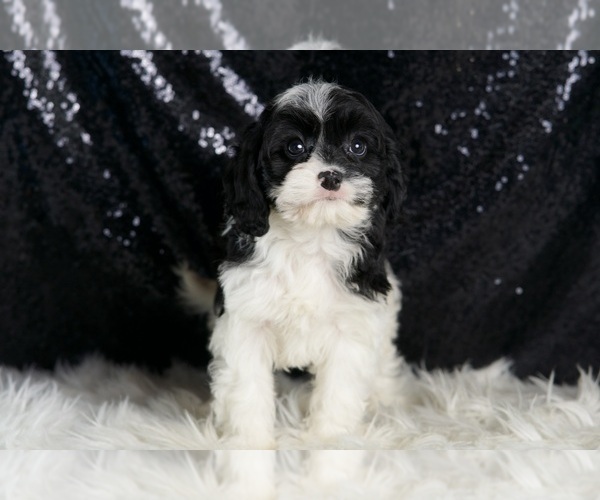 Medium Photo #5 Cavapoo Puppy For Sale in WARSAW, IN, USA
