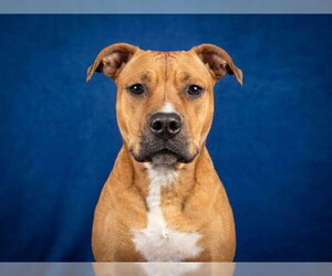 Mutt Dogs for adoption in Peoria, IL, USA