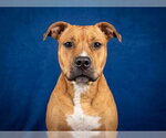 TRINITY - Female Mutt Dog for Adoption - Small photo
