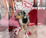 Small Photo #44 Australian Shepherd Puppy For Sale in NEW BRAUNFELS, TX, USA