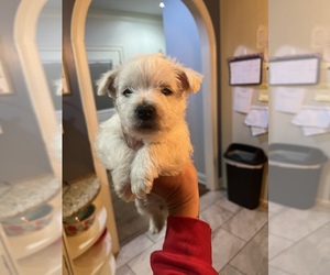 West Highland White Terrier Puppy for sale in LEWISPORT, KY, USA