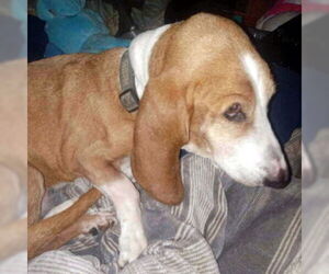 Basset Hound Dogs for adoption in Deepwater, NJ, USA