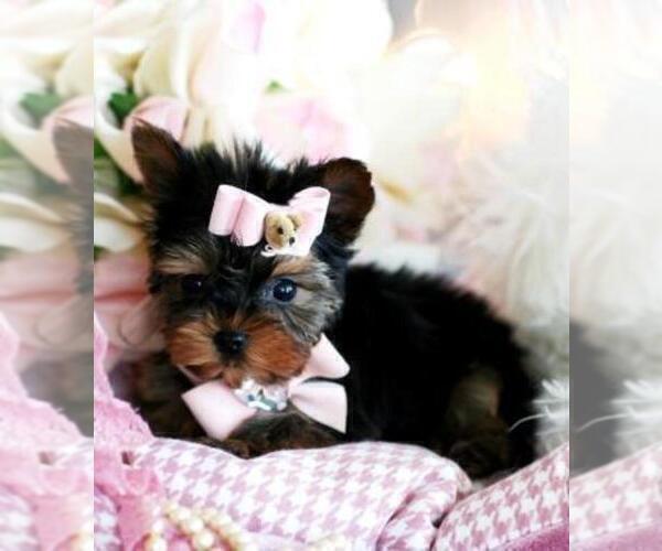 Medium Photo #8 Yorkshire Terrier Puppy For Sale in NAPLES, FL, USA