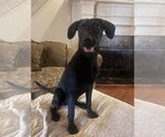 Small #1 Mutt
