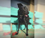 Small Border Collie Mix