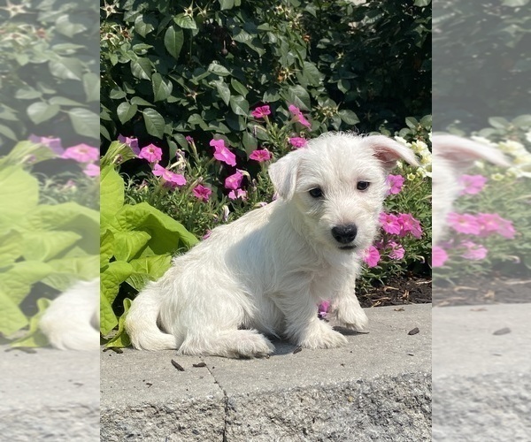 Medium Photo #6 West Highland White Terrier Puppy For Sale in CANOGA, NY, USA