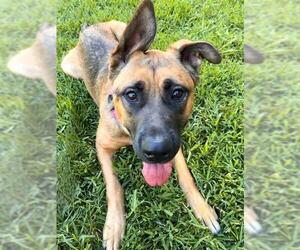 German Shepherd Dog Dogs for adoption in Sacramento, CA, USA