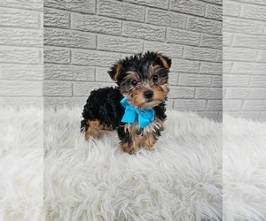 Medium Yorkshire Terrier