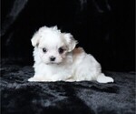 Small #3 Maltese