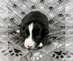 Small Photo #11 Australian Shepherd Puppy For Sale in SALISBURY, NC, USA