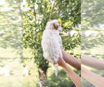 Small Photo #45 Goldendoodle (Miniature) Puppy For Sale in FREDERICA, DE, USA