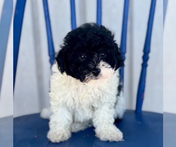 Medium Photo #6 Havapoo Puppy For Sale in DUNDEE, OH, USA
